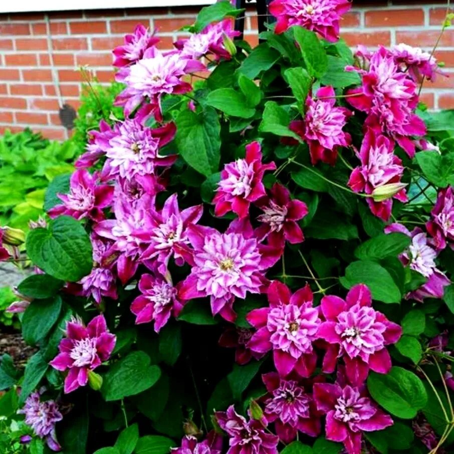 клематис дарлинг описание. клематис дарлинг описание. клематис майн дарлинг. клематис дарлинг описание. клематис дарлинг описание.