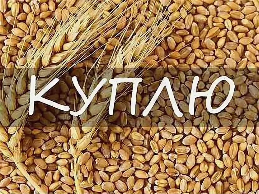 Зерно объявления. Зерна тула. зерновая тула. третикалий.