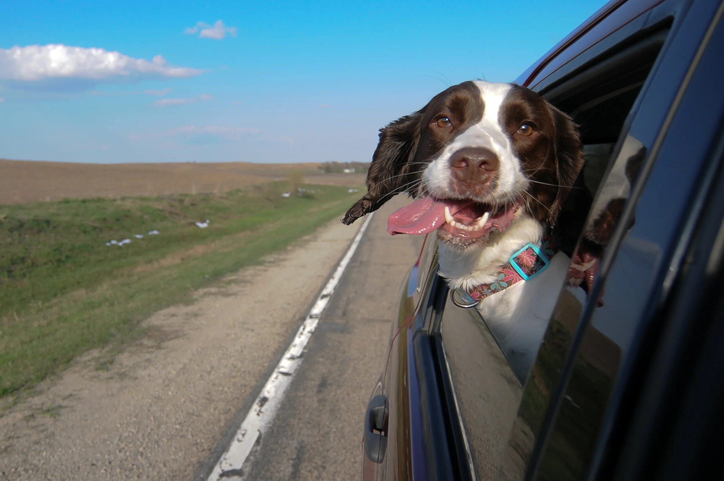 Ловить ртом воздух. Собака высунулась из окна автомобиля. Собака в машине. Собака в окне автомобиля. Собака высунула голову из окна машины.