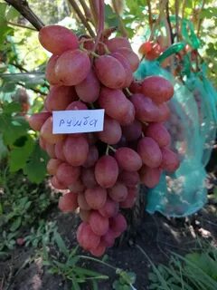 Винограда 11