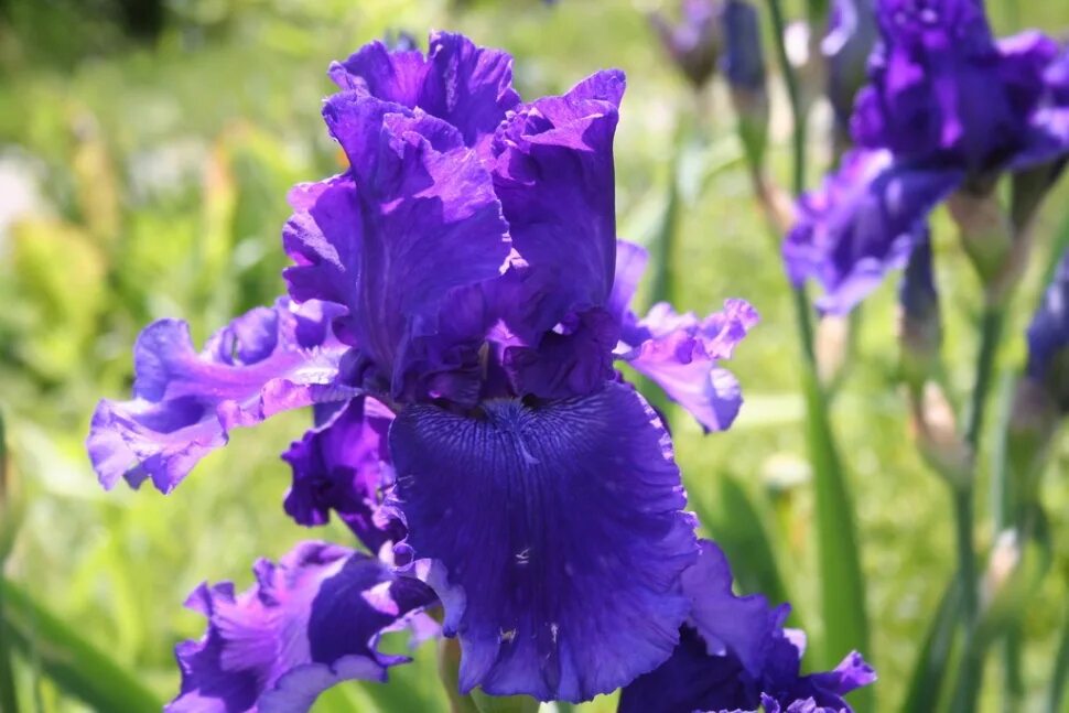 ирис awesome blossom. ирис зерноград. ирис зерноград. академия красоты зерноград. ирис биарриц.