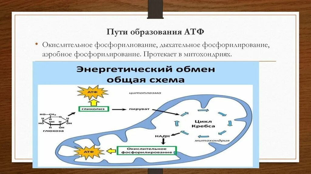 Дыхание сколько атф образуется. Окислительное фосфорилирование АТФ. Пути образования АТФ. Окислительное фосфорилирование образование АТФ. Образование АТФ путем окислительного фосфорилирования.