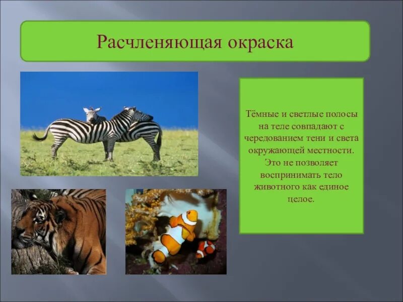 Расчленяющая окраска это. Расчленяющая окраска животных. Расчленяющая окраска это. Расчленяющая окраска. Расчленяющая окраска примеры животных.