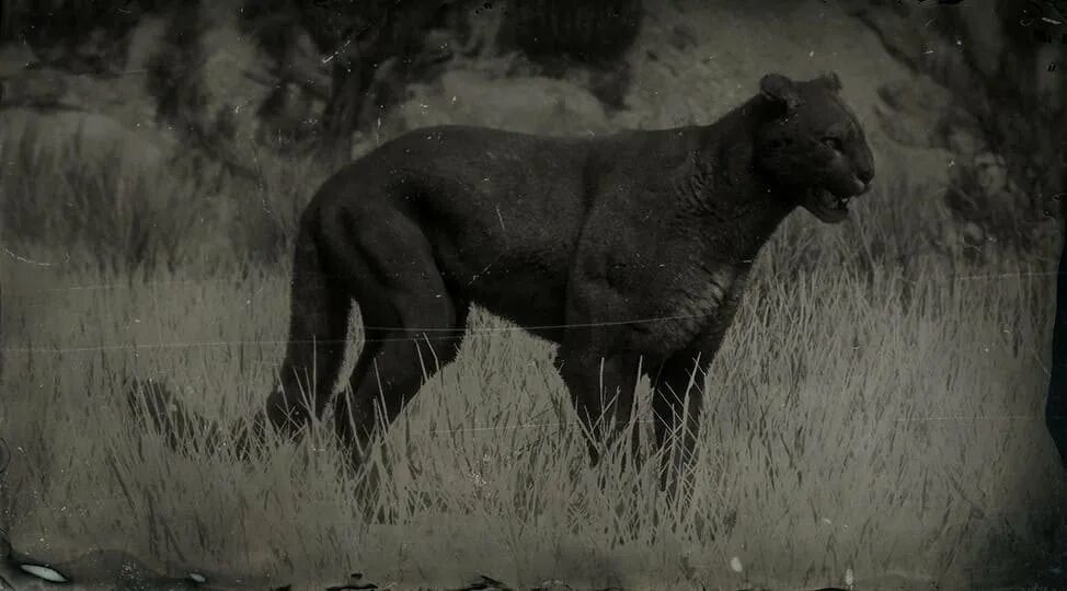 Legendary animal. Легендарная Пума rdr 2. Red Dead Redemption 2 Пума. Легендарные животные в rdr 2 Пума. Ред дед редемпшн 2 Пума.