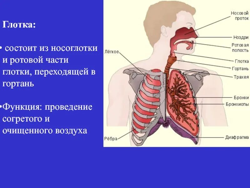 Функции гортани в дыхательной. Функции носоглотки в дыхательной системе. Дыхательная система глотка. Функции гортани в дыхательной системе. Глотка функции проведение воздуха.