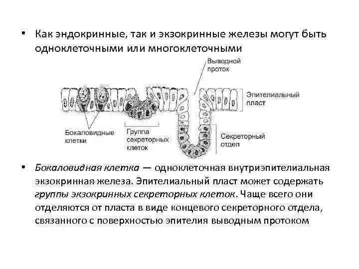 Экзокринные железы классификация гистология. Железистый экзокринный эпителий. Строение экзокринных желез. Эндокринные и экзокринные железы.