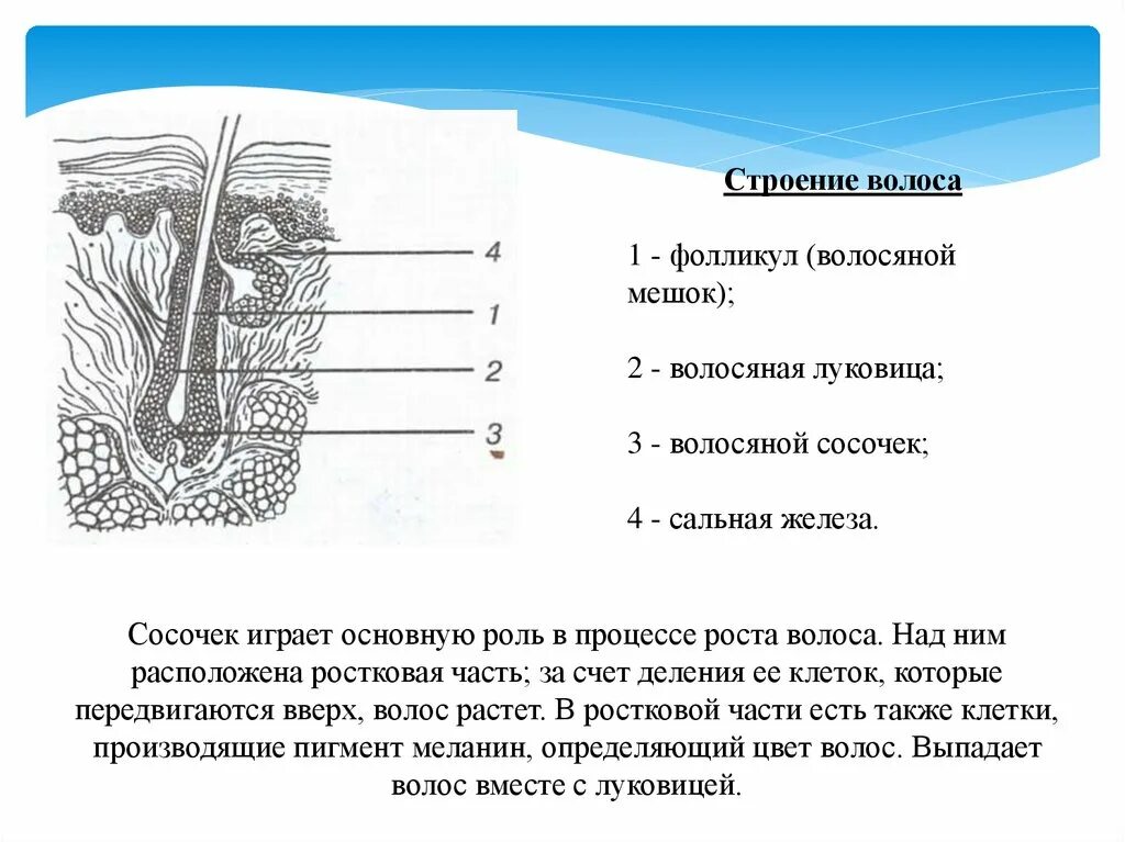 Схема строения волоса. Структура волоса схема. Строение волоса основные части. Строение стержня волоса кратко.