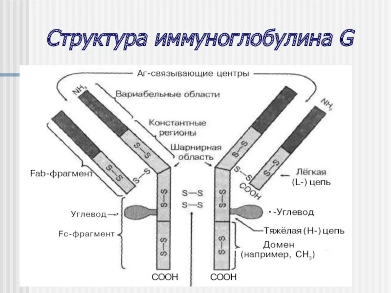 Фрагменты иммуноглобулинов. Строение мономера иммуноглобулина. Строение иммуноглобулина g иммунология. Состав FC фрагмента иммуноглобулина g. Структура иммуноглобулина Фаб ФС.