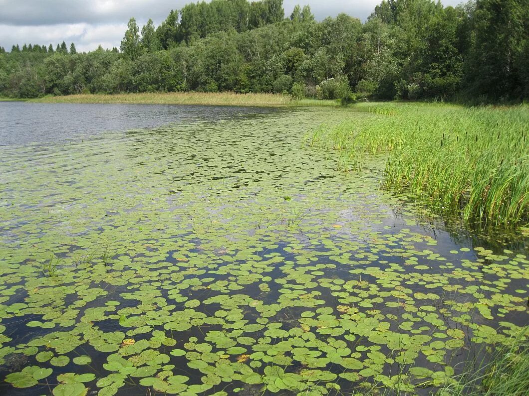 Купить озеро тверская область. Озеро Застижское Тверская область. Озеро старковское Тверская область. Озеро Железинское Тверская область. Квакшинское озеро Тверская.