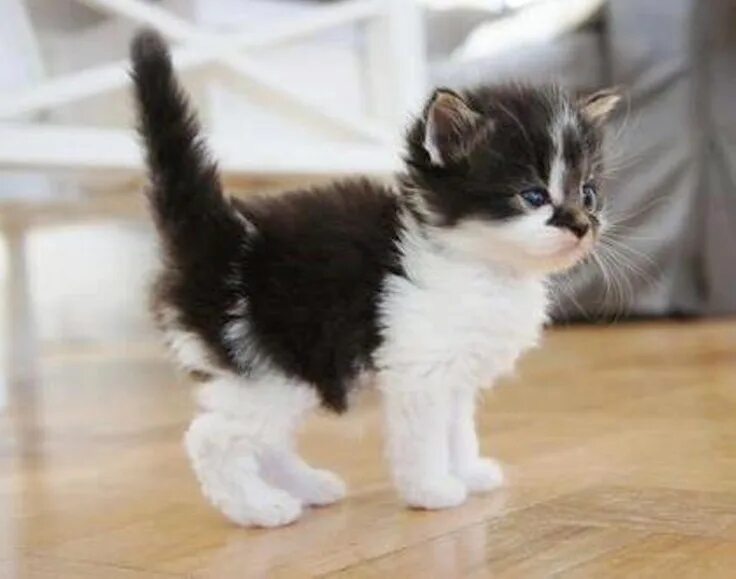 Песни котики озорные хвостики