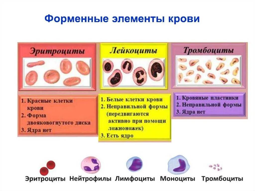 Тромбоциты форма клетки. Форменные элементы крови таблица нейтрофилы. Таблица форменные элементы крови эритроциты тромбоциты. Структуры форменных элементов крови человека. Лейкоциты определяют группу крови