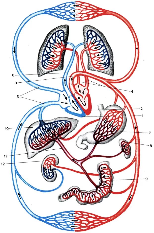 Большой и малый круг кровообращения с головным мозгом и печенью. Большой круг и малый круг кровообращения схема. Малый и большой круг кровообращения человека схема. Малый и большой круг кровообращения человека схема анатомия. Рисунок кровообращение человека