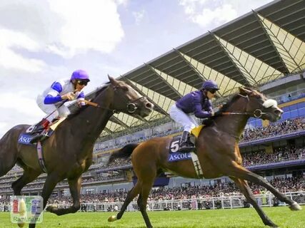 Ascot horse racing