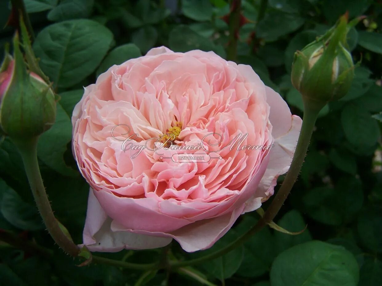 The rose группа корея. Зе розе. Зе розе кпоп. Зе розе. Сорт розы зе алнвик роуз.