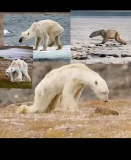 Медведь мем Педобир Википедия