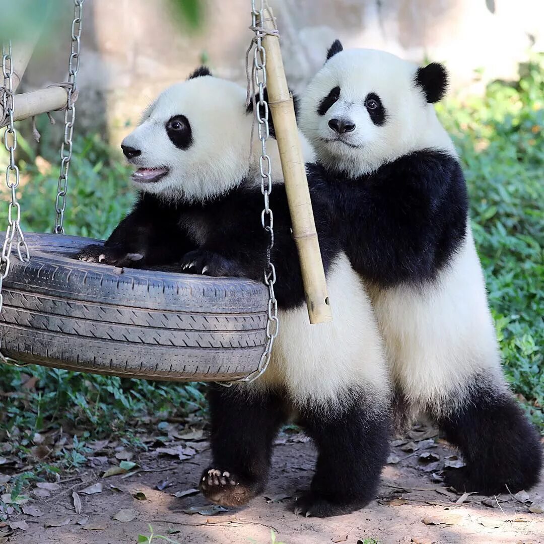 Pandas animals