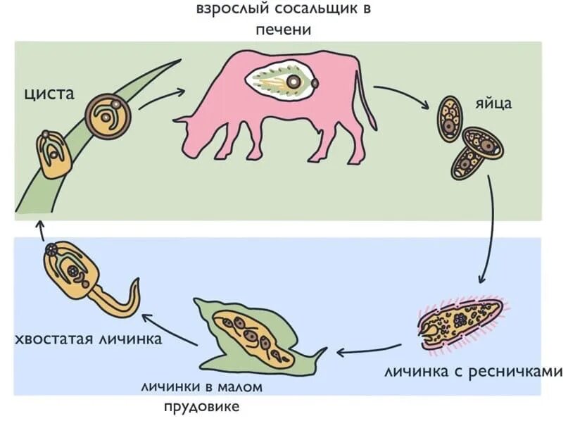 Промежуточный хозяин печеночного сосальщика. Цикл развития печеночного сосальщика схема. Цикл развития печеночного сосальщика биология. Цикл размножения печеночного сосальщика. Цикл развития червей сосальщиков