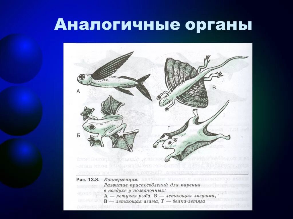 Основные закономерности эволюции биология 9. Аналогичные органы. Аналогичные органы животных. Аналогичные органы дивергенция. Конвергенция аналогичные органы.