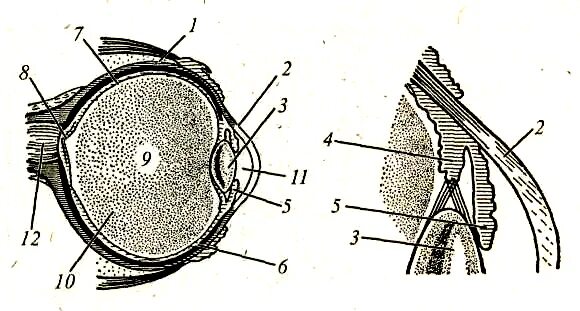 Глазные яблоки расположены в парных углублениях черепа. Рис. 5.4. Орган зрения. Белочная оболочка. Белочная черная оболочка. Зрительная сенсорная система рисунок.