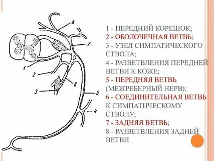 Менингеальные ветви спинномозговых нервов