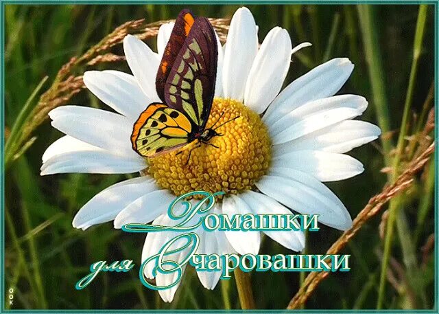 Песня ромашка веселая. Открытки с ромашками. открытки ромашки для очаровашки. открытки с днём рождения с ромашками. добрые пожелания с ромашками.