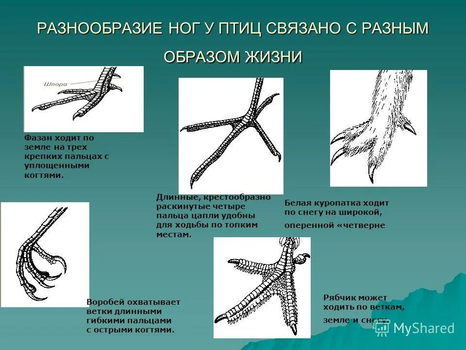 Как расположены пальцы на ногах у птиц