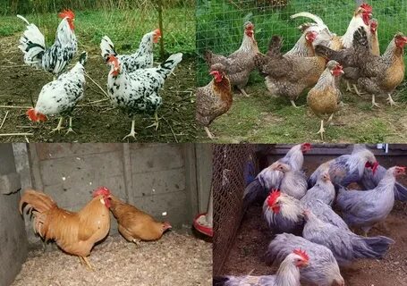 Куры леггорны характеристика отзывы фото и описание