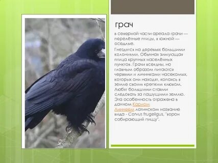 На севере грачи