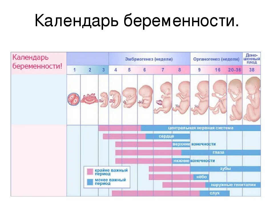 Как проходят триместры. Периоды беременности по неделям с картинками. Сроки развития ребенка при беременности по неделям. Схема развития ребенка по неделям. Таблица развития ребенка в утробе матери по неделям.