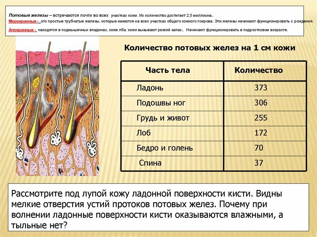 Строение кожи потовая железа. Простая трубчатая потовая железа. Строение и функции потовых желез. Строение и функции почтовых желез.