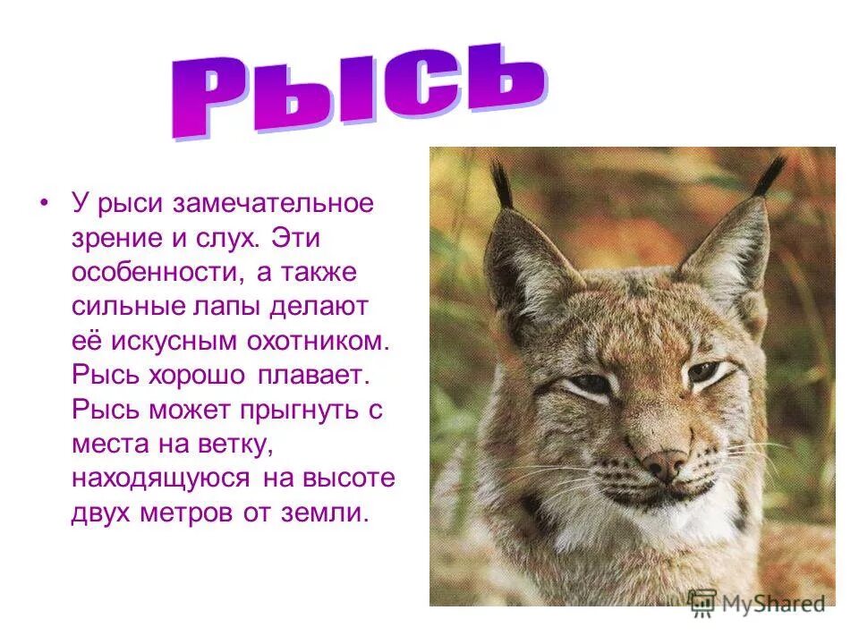 обыкновенная рысь. маленькое сообщение о рыси. рысь красная книга краткое описание. сообщение о рыси. инструкция рысь.