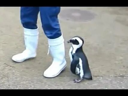 Видео пингвин с пятницей