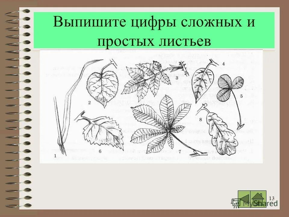сложные листья. простые и сложные листья. гдз биология 6 класс рабочая тетрадь 14 стр. выпишите цифры которыми обозначены простые листья. выпишите цифры которыми обозначены простые листья.