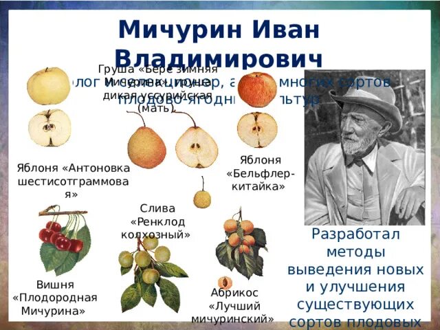 Гибрид мичурин