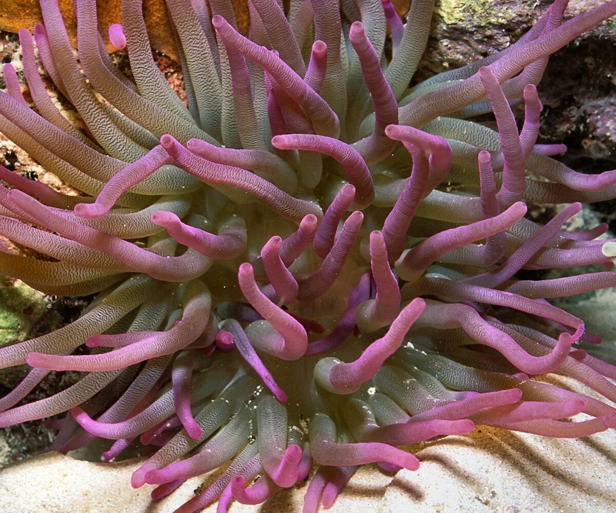 Анемоны актинии. Дендрофилия коралл. Condylactis gigantea. Актиния Кондилактис гигантская Карибская.