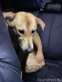Шаховская собаки