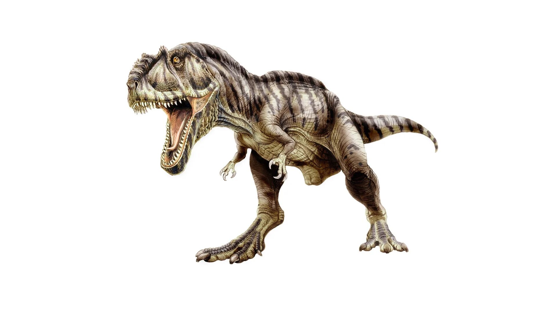 Хищный динозавр 12 букв. Тираннозавр рекс. Динозавры хищники Тиранозавр. Тираннозавр рекс хищник. Тираннозавр ДНД.