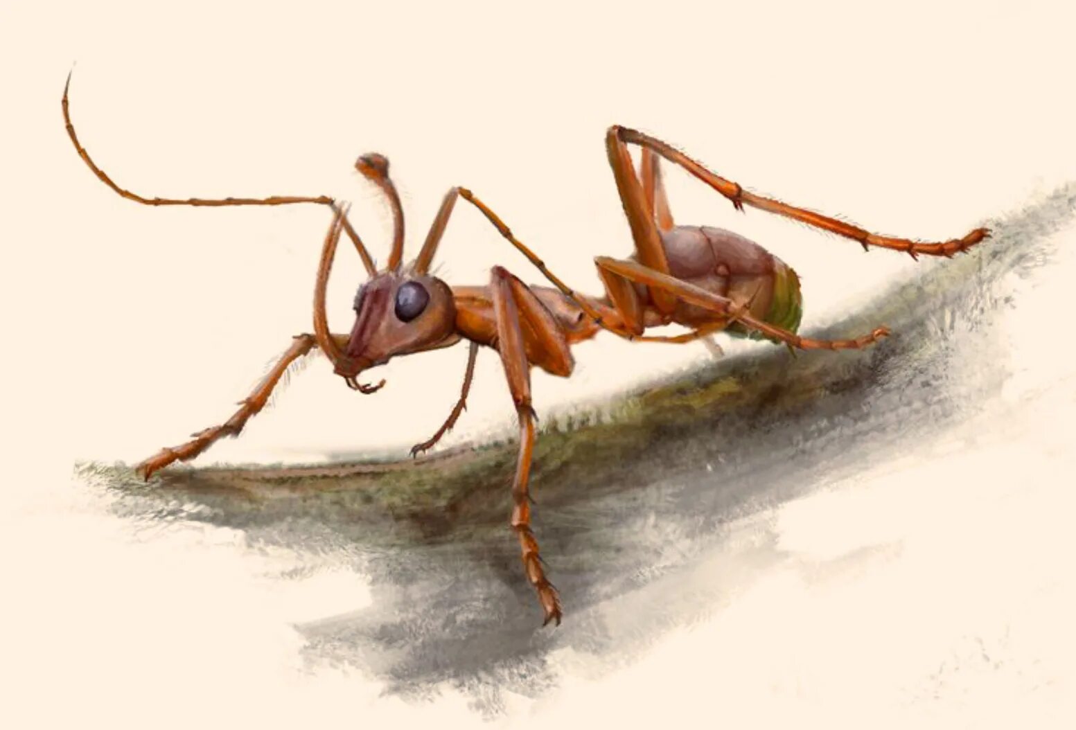 Динозавровый муравей. Ceratomyrmex ellenbergeri. Муравей. Необычные муравьи. Древний муравей.