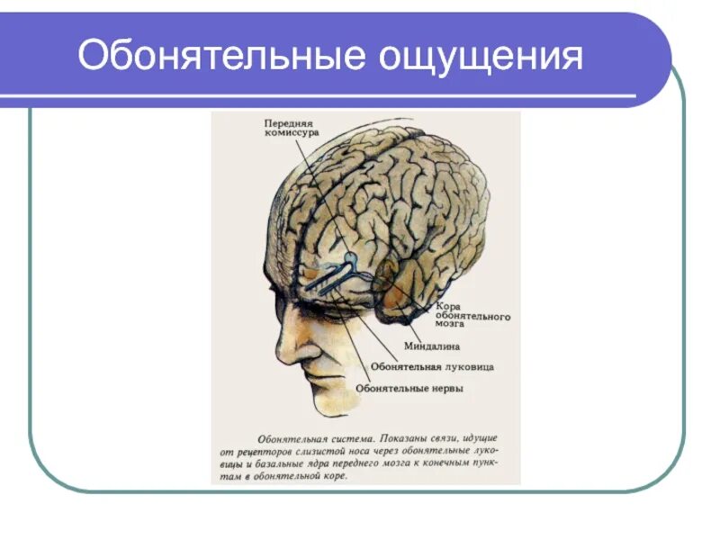 Обонятельный мозг. Повреждение обонятельного мозга. Обонятельный мозг нарушения. Какие нарушения характерны для повреждения обонятельного мозга?. Обонятельный мозг функции.