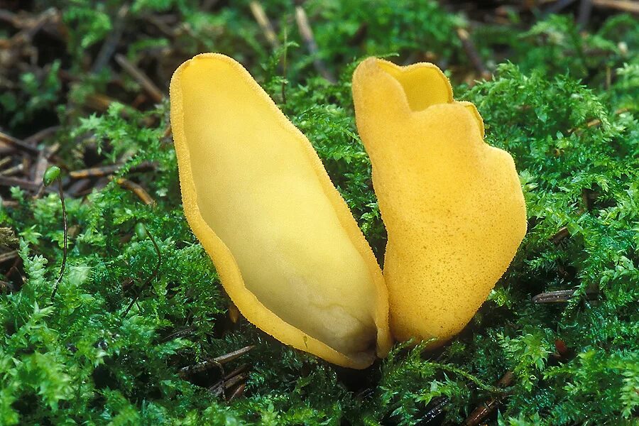 Файл:Otidea sp 122450.jpg - Вікіпедія