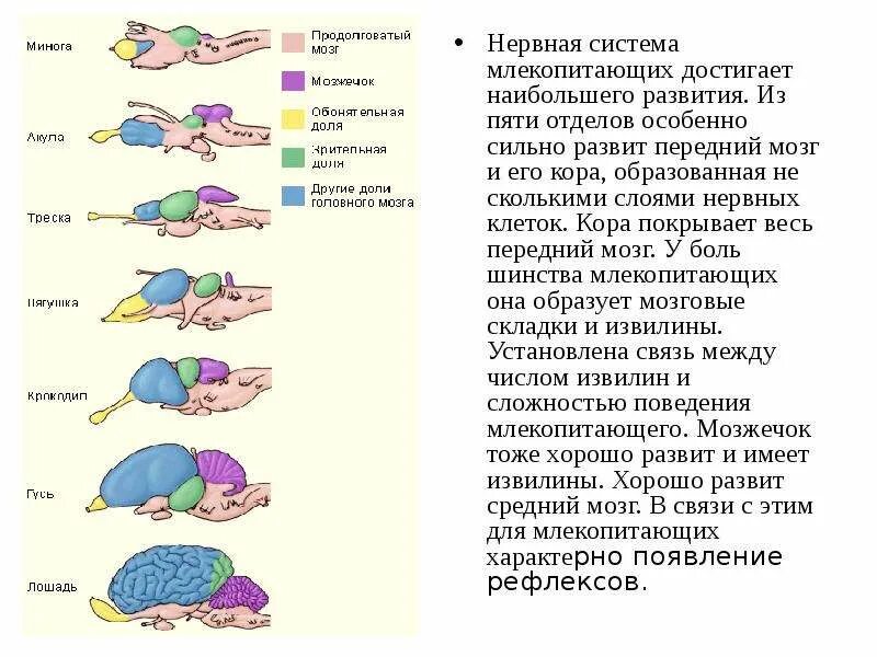 Филогенез нервной. Филогенез нервной системы млекопитающих. Филогенез и онтогенез нервной системы. Филогенез головного мозга человека. Филогенез мозга животных.