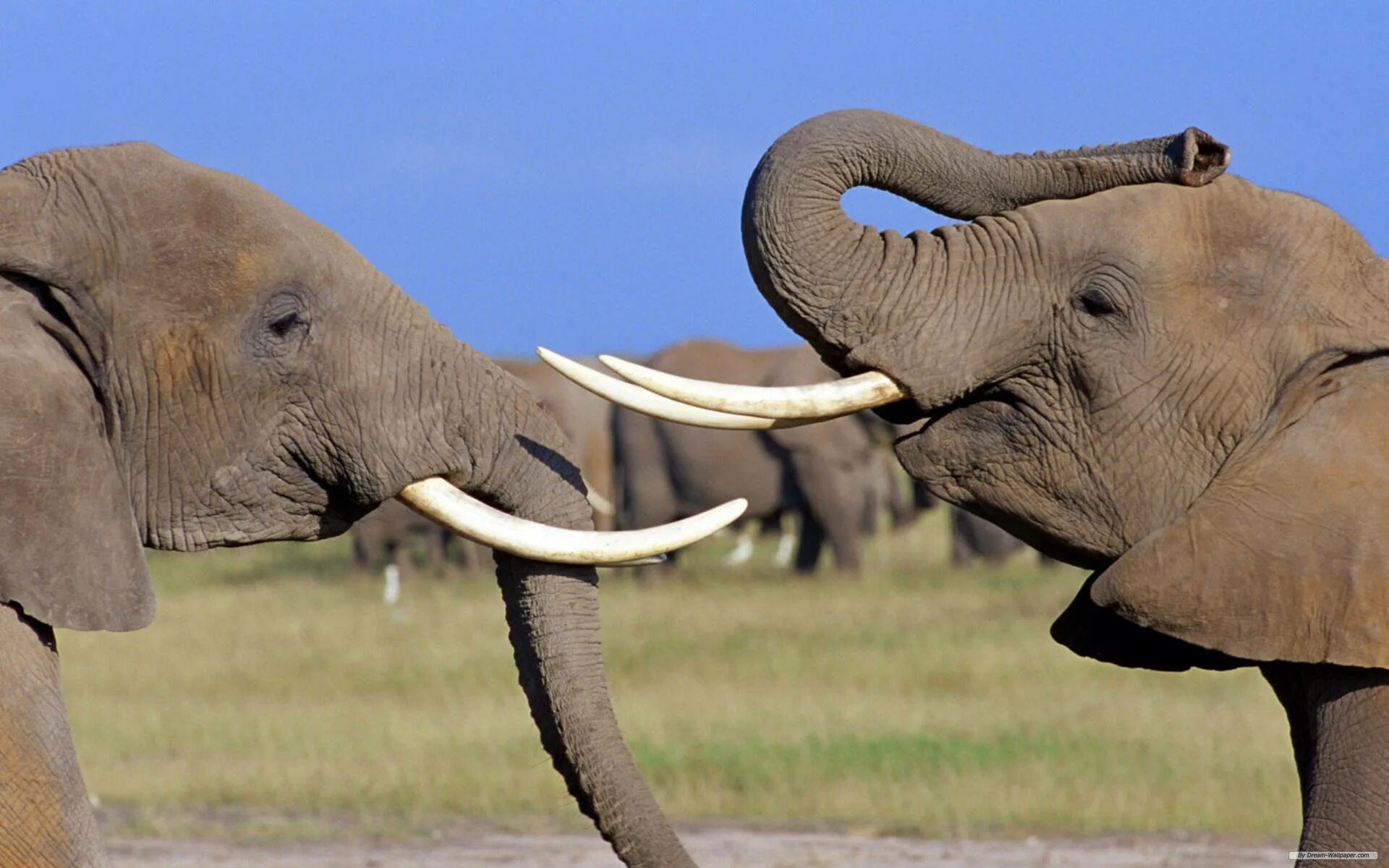 Хобот и бивни слона. Хоботные слоны. Животные с бивнями. Слон фото. Two elephants