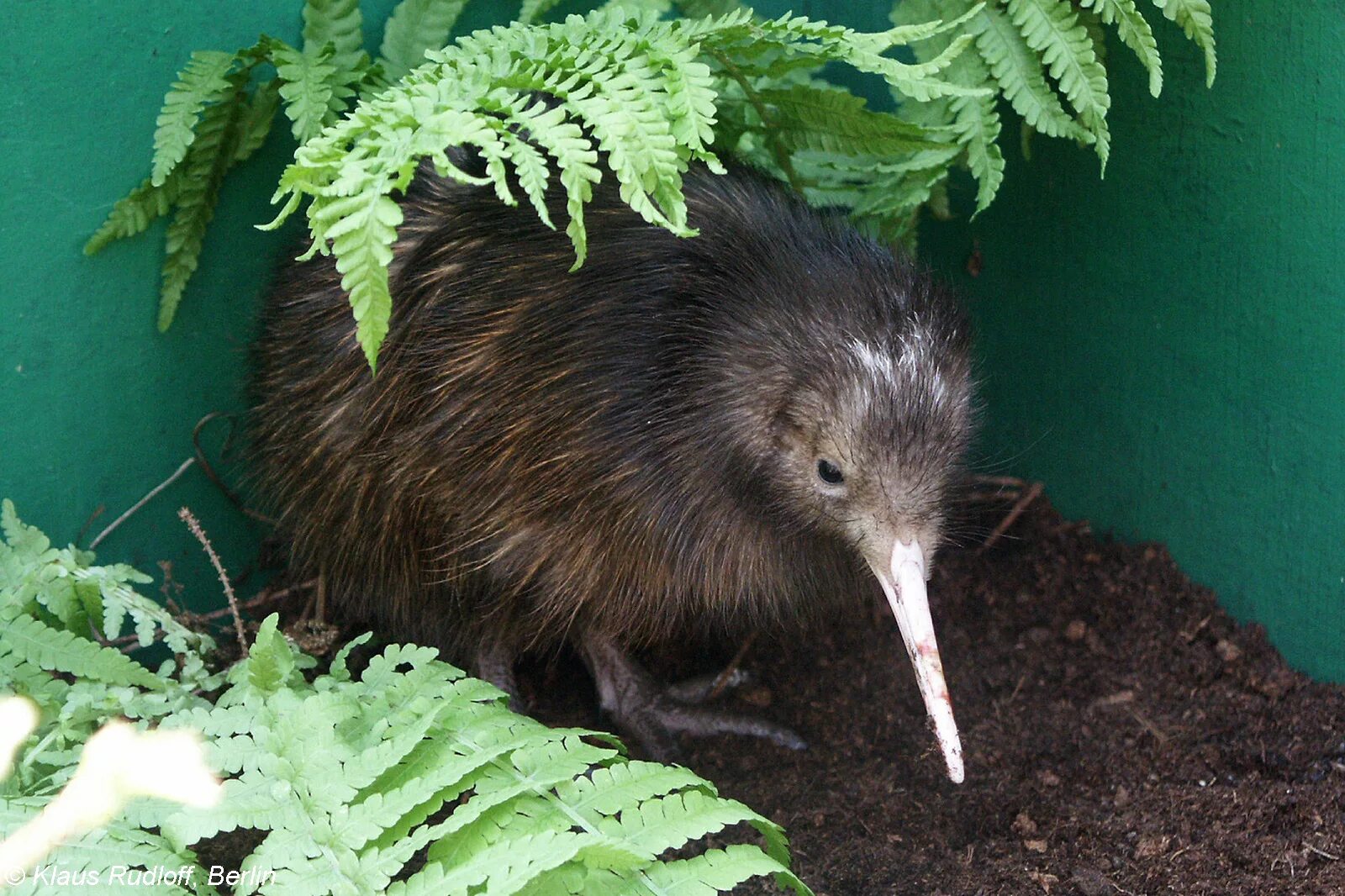 нелетающие птицы киви. киви птица. птица киви в новой зеландии. нелетающие птицы киви. птичка киви новая зеландия.