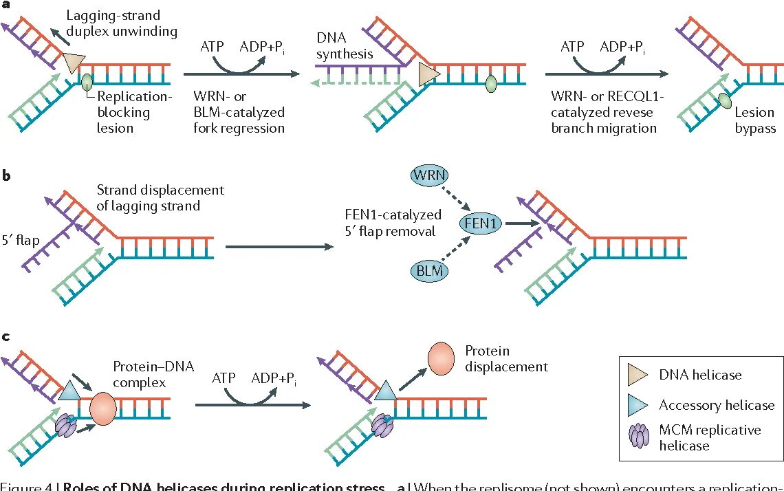 ДНК-зависимая РНК полимераза структура. ДНК‑зависимая ДНК‑полимераза. ДНК-зависимая РНК-полимераза прокариот.