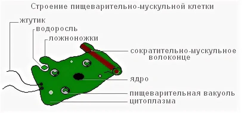 Кожно мускульные клетки. Строение пищеварительной мускульной клетки гидры. Строение пищеварительной клетки гидры. Пищеварительно мускульные клетки гидры рисунок. Пищеварительно мускульные клетки гидры функции.