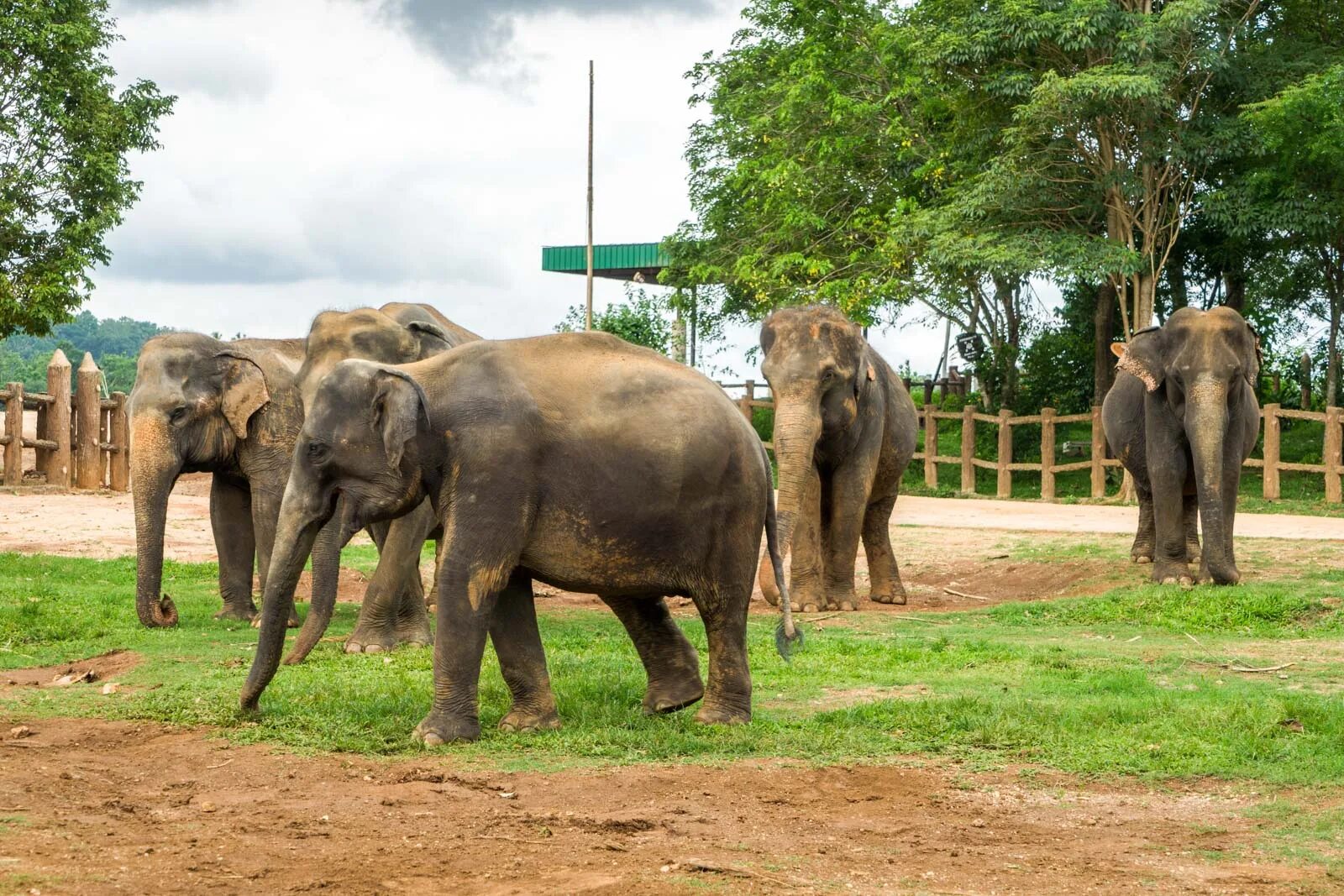 Пиннавела шри. Пинавелла питомник слонов. Слоновий питомник Шри Ланка. Пиннавела (Pinnawala). Pinnawala Elephant Orphanage.