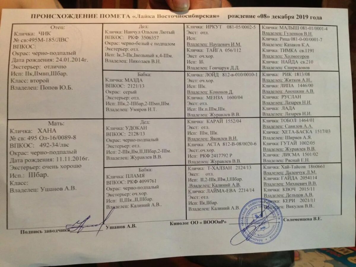Вес лайки. Лайка западно-сибирская 6 месяцев вес. вес западно сибирской лайки по месяцам таблица. вес щенка лайки по месяцам западно сибирской. вес лайки в 8мсц западно сибирская.
