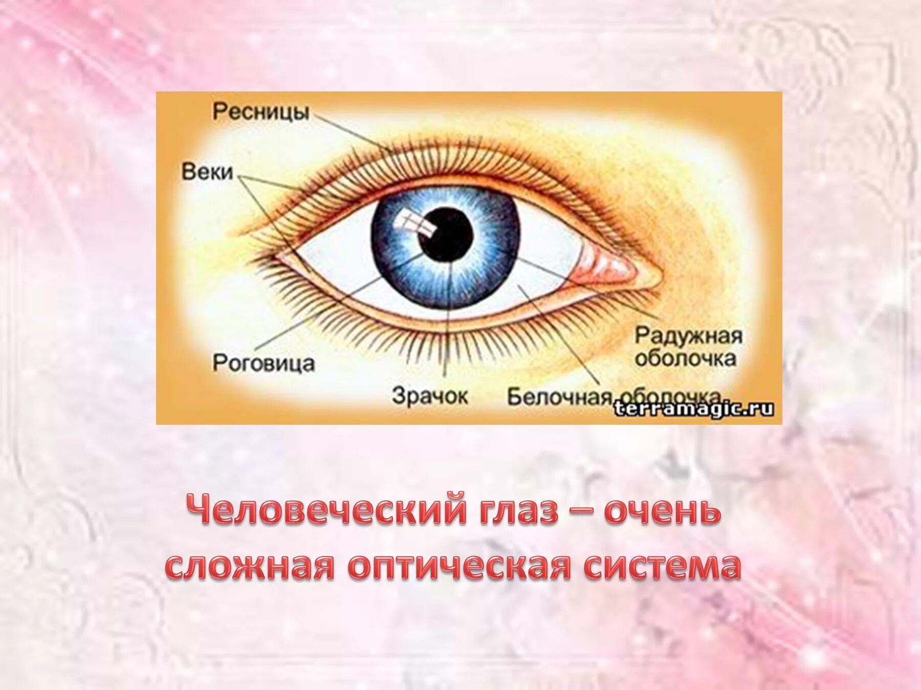 Реферат на тему глаза. Орган зрения презентация. Презентация на тему глаза человека. Доклад на тему глаз. Презентация на тему зрение.