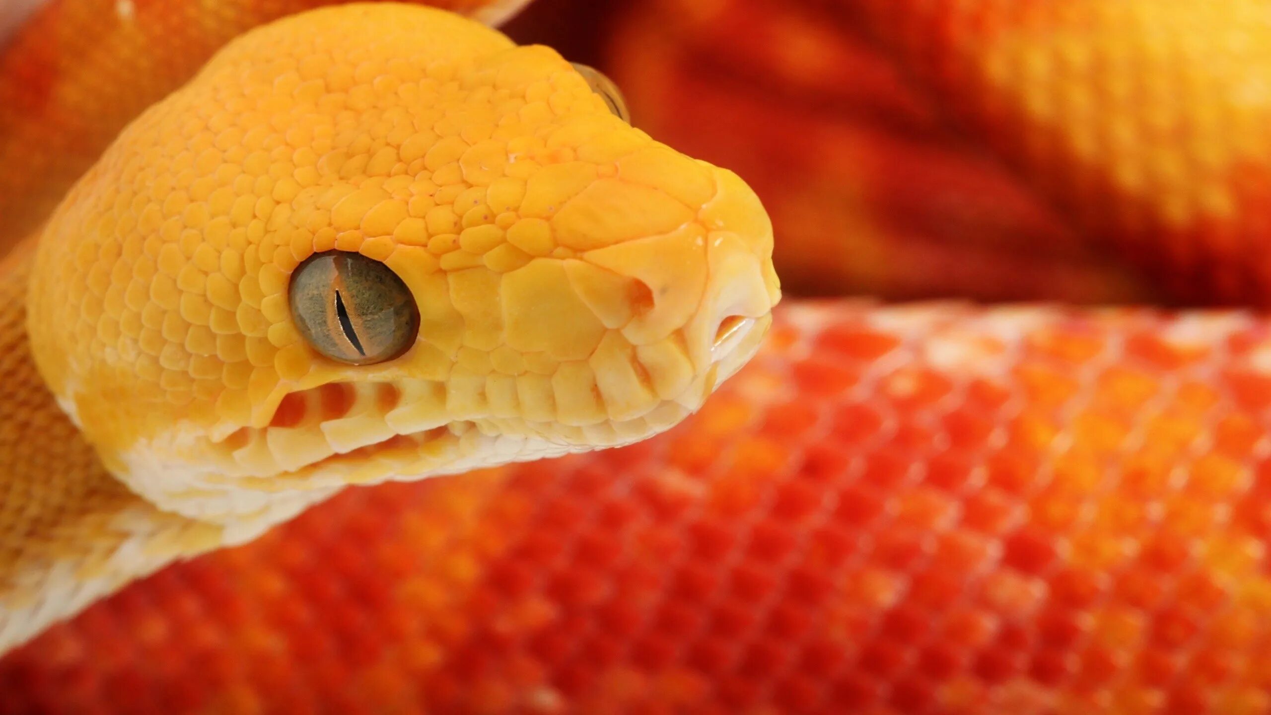 Красно желтая змея. Маисовый полоз оранжевый. Желтый полоз змея. Оранжевый полоз змея. Маисовый полоз желтый.