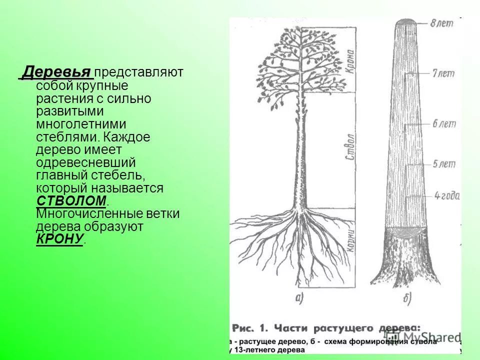 Липа дерево корни. Липа дерево корневая система. Название частей дерева. Строение ствола дерева. Строение кроны дерева.